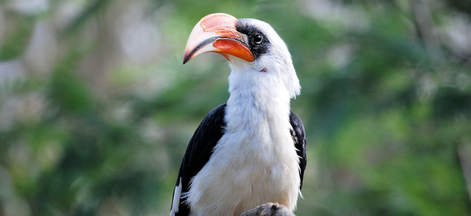 bird