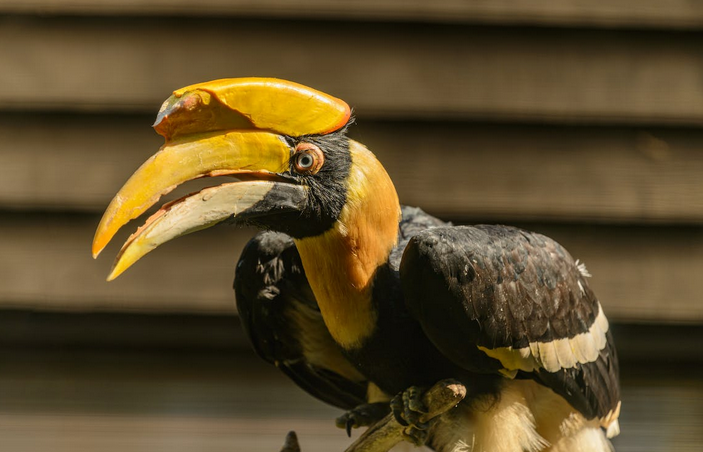 hornbill